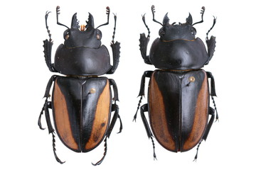 neolucanus parryi