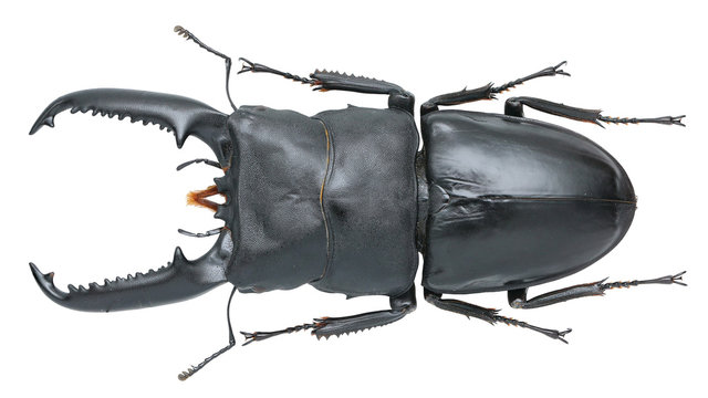 Dorcus titanus