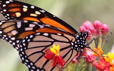 Monarch on Tiny Flowers