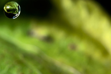 The green leaf is reflected in a drop of water