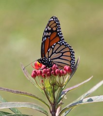 Monarch on tiny flowers