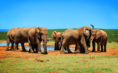 Elephants at watering hole. African wildlife. Elephant Love. Amazing image. Sweet memories of travel to Africa and African safari. Postcard. Wild animals in National Parks