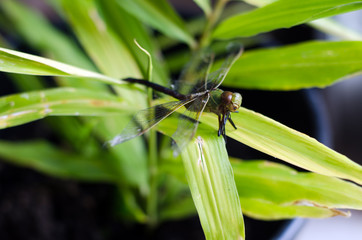Green Dragonfly