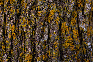 Obraz premium Rustic Texture