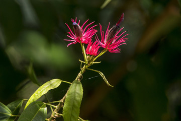 Flor (flora) | Flower photographed in Linhares, Espírito Santo - Southeast of Brazil. Atlantic Forest Biome.