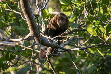 Macaco-prego-de-crista (Sapajus robustus) | Crested capuchin photographed in Linhares, Espírito Santo - Southeast of Brazil. Atlantic Forest Biome.