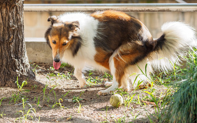 Shetland sheepdog pooping outside with funny expression.