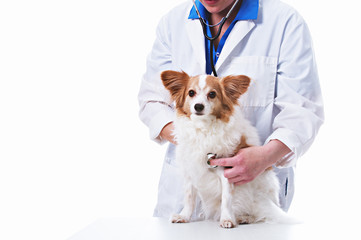 Dog with Vet
