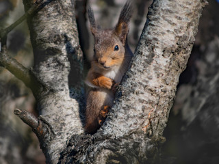 Naklejka na ściany i meble Cute squirrel in v-shaped tree