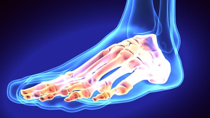 3d illustration of human body feet anatomy