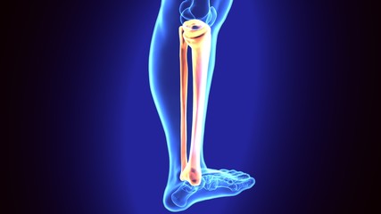 3D Illustration of Human Skeleton Tibia and Fibula Bones
