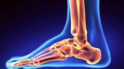 3d rendering medical illustration of the feet bone
