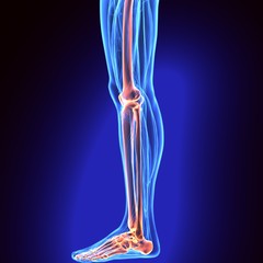 3D illustration of Tibia - Part of Human Skeleton.
