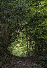 Chemin près de l'abbaye d'Épierre à Cerdon, Ain, France