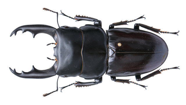 Dorcus tityus