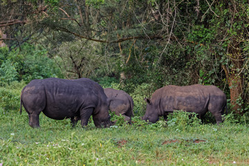 Fototapeta premium White Rhinoceros in the Wild