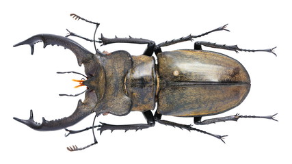Lucanus sericeus