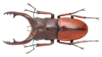 Prosopocoilus astacoides