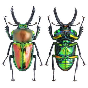 Phalacrognathus muelleri 