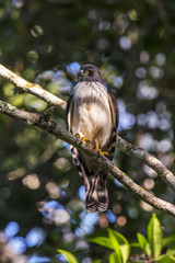 Gavião-ripina (Harpagus bidentatus) | Double-toothed Kite photographed in Linhares, Espírito Santo - Southeast of Brazil. Atlantic Forest Biome.