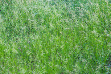 Grass texture is not perfect.
