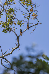 Cauré (Falco rufigularis) | Bat Falcon photographed in Linhares, Espírito Santo - Southeast of Brazil. Atlantic Forest Biome.