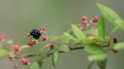 Blackberry Bramble
