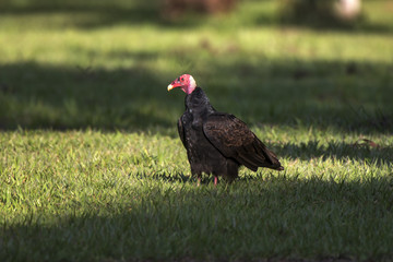 Urubu-de-cabeça-vermelha (Cathartes aura) | Turkey Vulture photographed in Linhares, Espírito Santo - Southeast of Brazil. Atlantic Forest Biome.