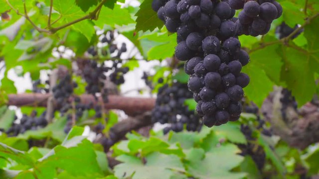 Pan across wine grapes, ripening in a vineyard.