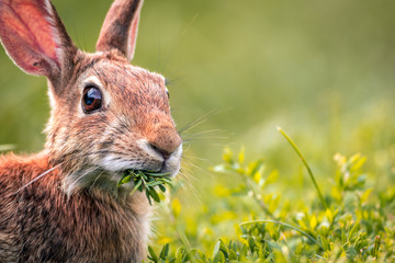 Fototapeta premium Young Eastern Cottontail Rabbit (Sylvilagus Floridanus) zbliżenie żuje na świeżych zielonych