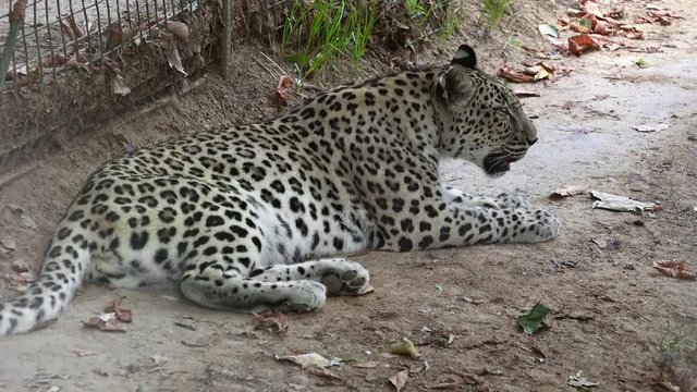 Leopard (Panthera pardus) at zoo 