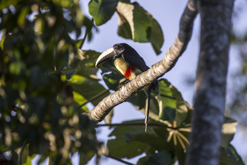 Araçari-de-bico-branco (Pteroglossus aracari) | Black-necked Aracari photographed in Linhares, Espírito Santo - Southeast of Brazil. Atlantic Forest Biome.