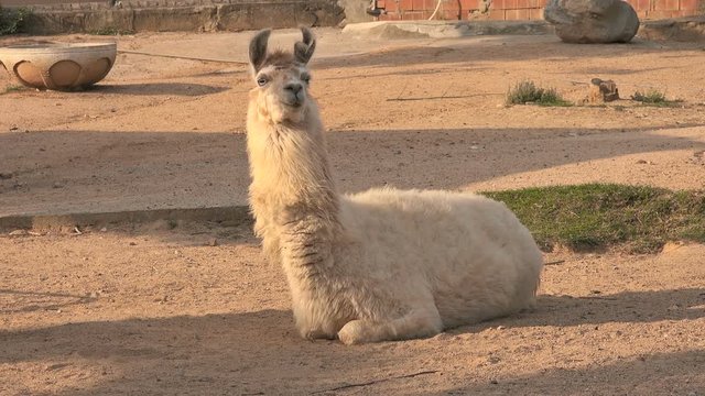 White llama is resting 
