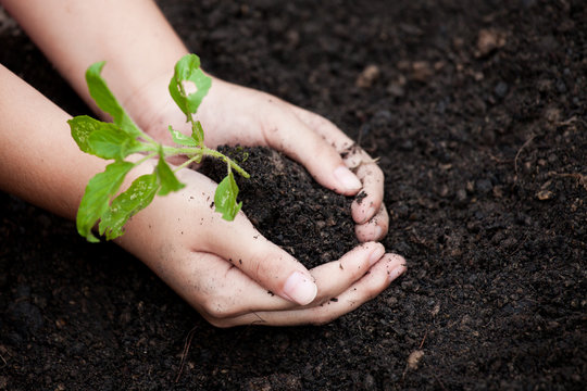 Child hands planting young tree on black soil as save world concept