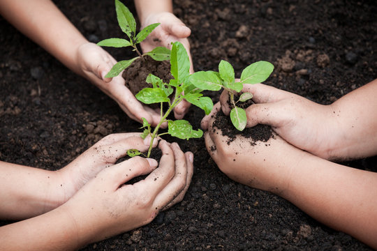 Children hands planting young tree on black soil together as save world concept