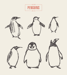 Obraz premium Set penguins hand drawn vector illustration sketch