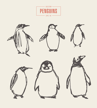 Set penguins hand drawn vector illustration sketch