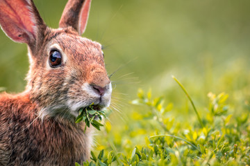 Young Eastern Cottontail Rabbit (Sylvilagus Floridanus) closeup munches on fresh greens © rabbitti