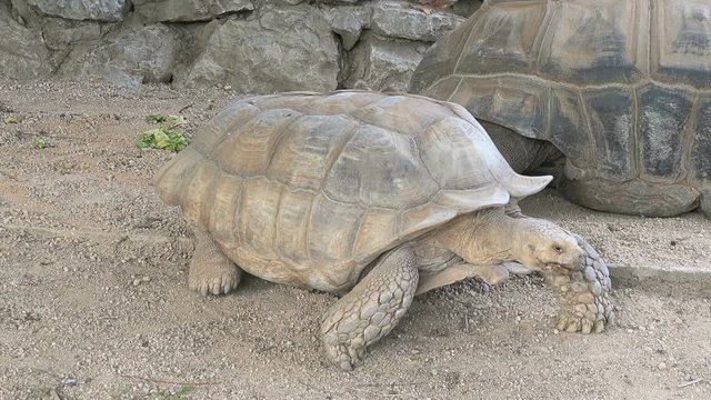 Giant tortoise at zoo 
