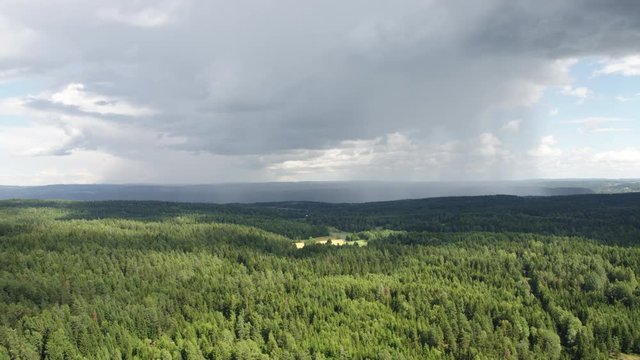 Forest at Nesodden
