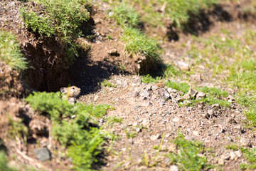 Gobi Desert Hamster Yolyn Am Mongolia
