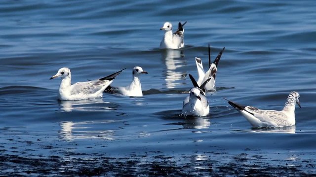 gull at the sea