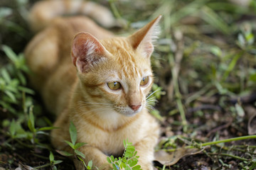 Image of a lovely cat. Pet Animal.
