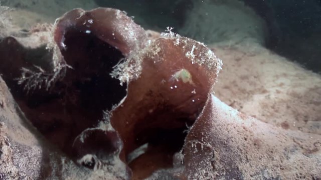 Sea marine snail close up underwater on seabed White Sea. Unique amazing beautiful exotic macro video. Marine life on background of pure clear clean water.