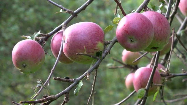 Reife &Auml;pfel auf Apfelbaum, Streuobstwiese, Naturbiotop am Untermain, Spessart