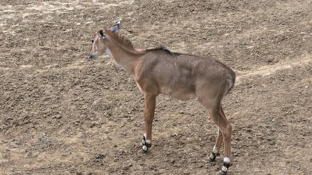 Female Impala antelope (Aepyceros melampus)