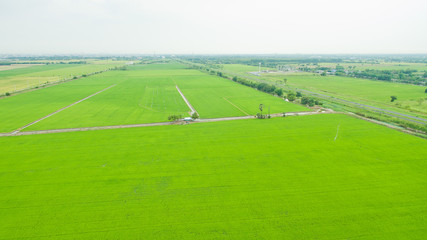 Aerial  view from flying drone of  Field rice  with landscape green pattern nature background
