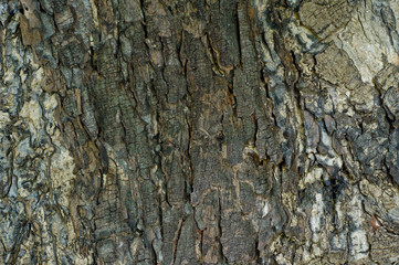 wood texture background / surface tree close up
