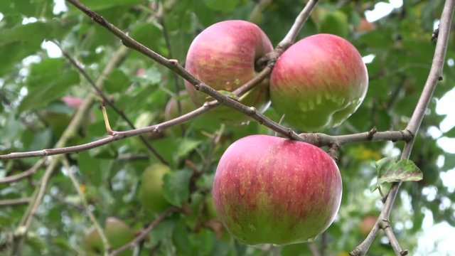 Reife &Auml;pfel auf Apfelbaum, Streuobstwiese, Naturbiotop am Untermain, Spessart