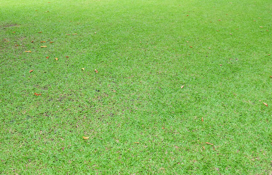 Green Malaysia grass texture at the lawn